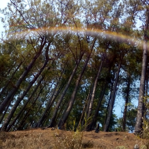 Pine trees and rainbows. Yes please.
